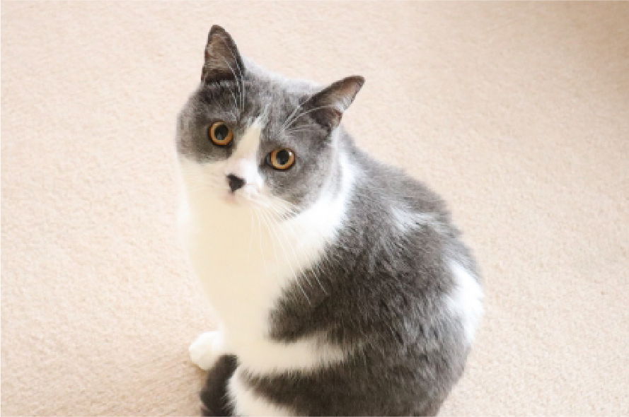 ねこちゃんの場合