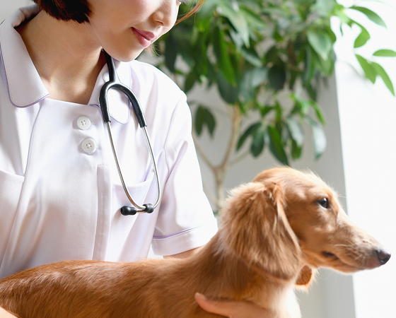 動物病院さまへ